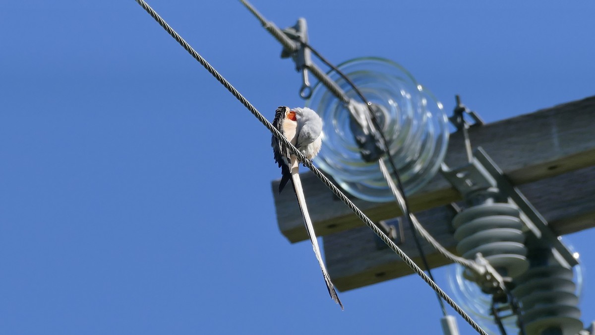 Scissor-tailed Flycatcher - Avery Fish