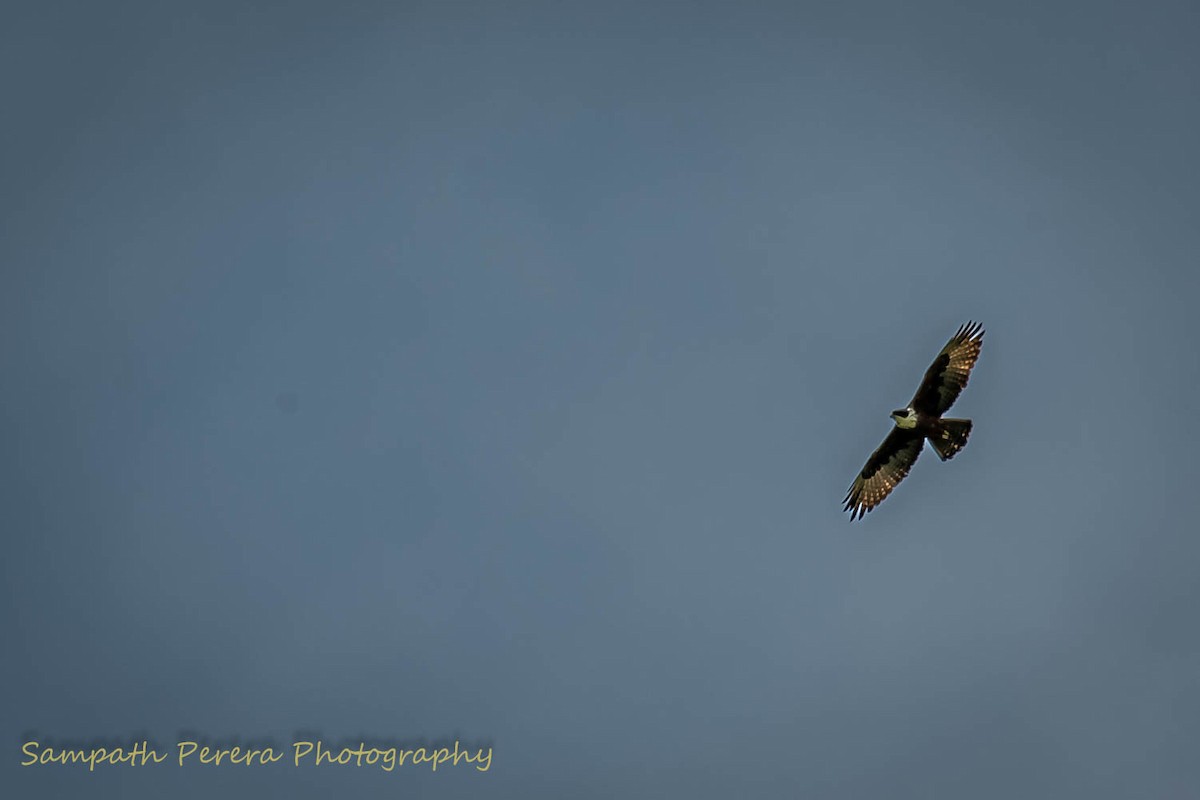 Rufous-bellied Eagle - ML617982835