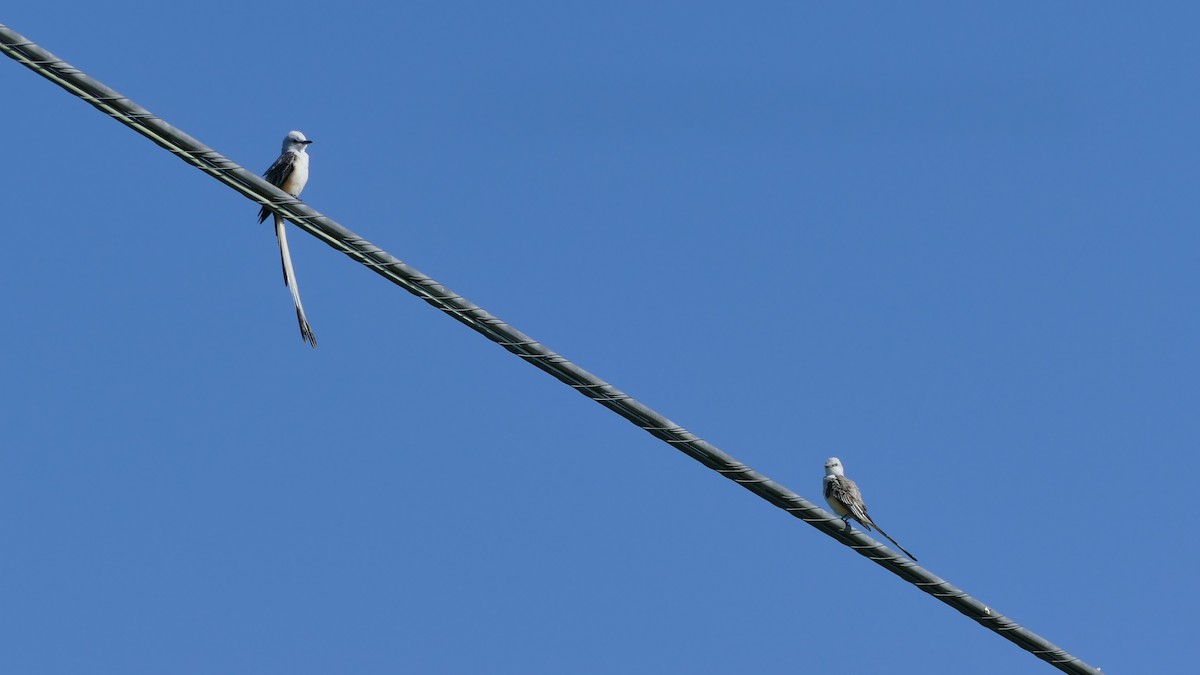 Scissor-tailed Flycatcher - ML617982839