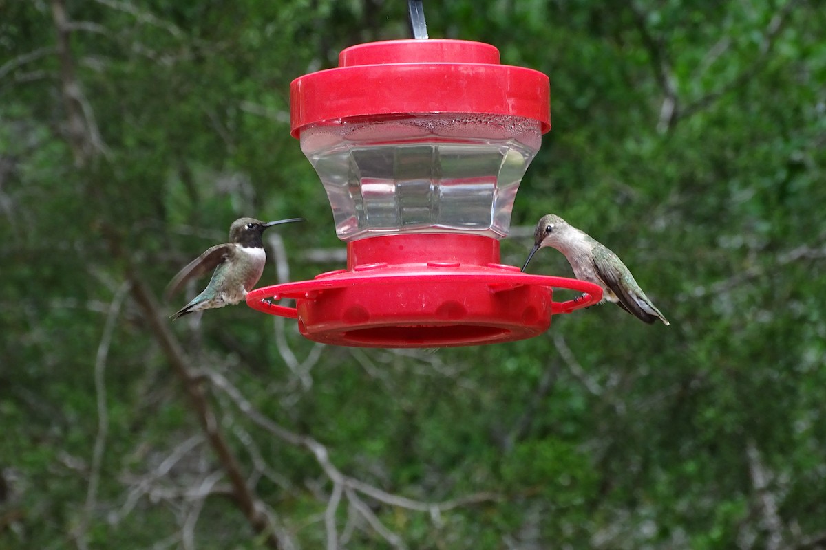Black-chinned Hummingbird - ML617982851