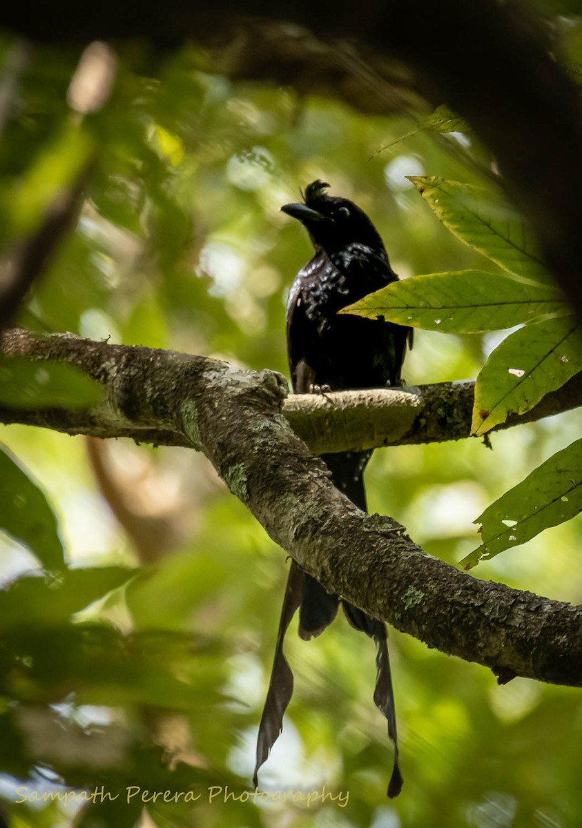 Drongo de Raquetas Grande - ML617982862