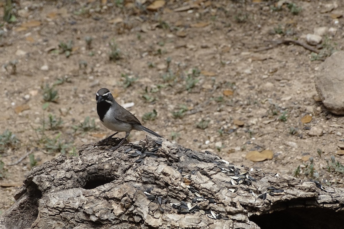 Black-throated Sparrow - ML617982888