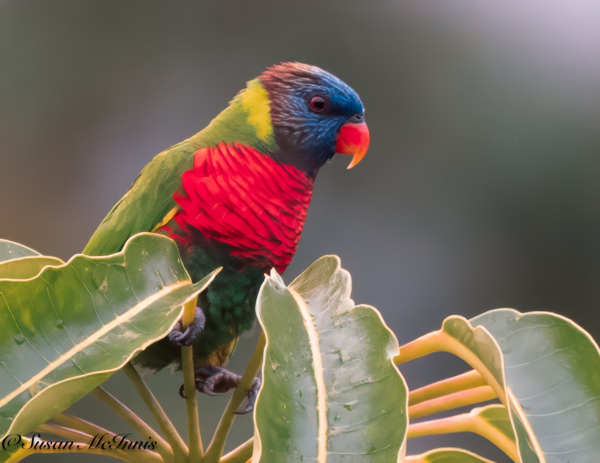 新幾內亞彩虹吸蜜鸚鵡 - ML617982924