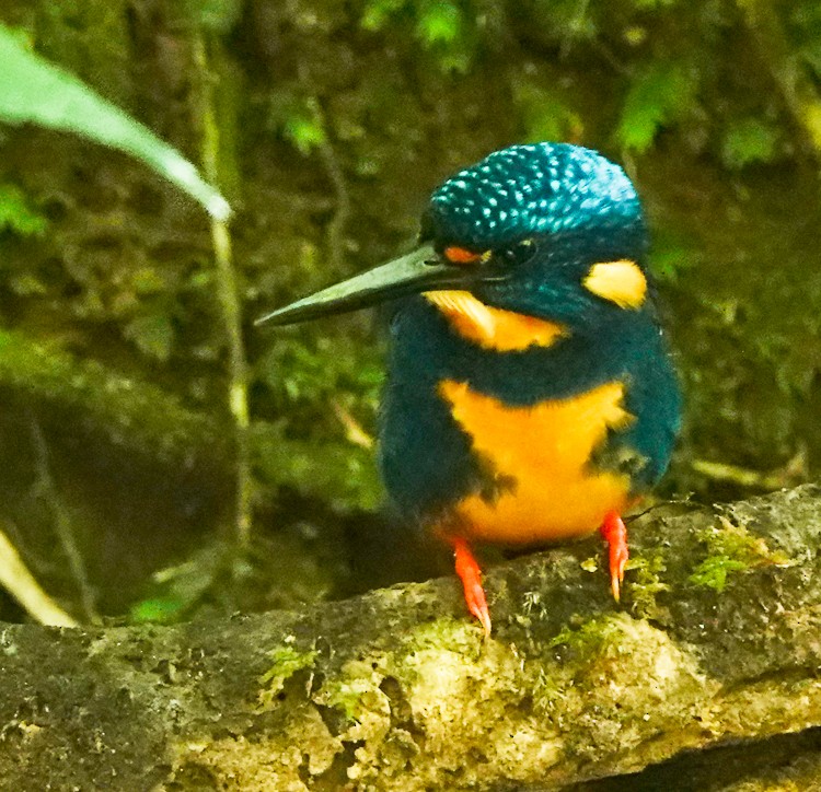 Indigo-banded Kingfisher - ML617982929