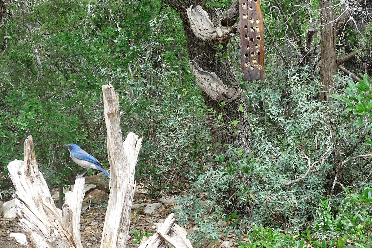 Woodhouse's Scrub-Jay - ML617982937