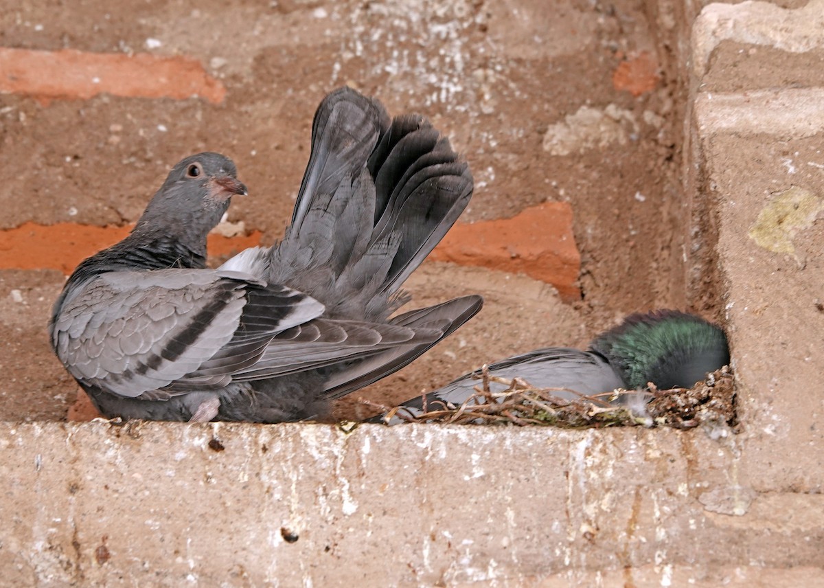 Rock Pigeon (Feral Pigeon) - ML617982977