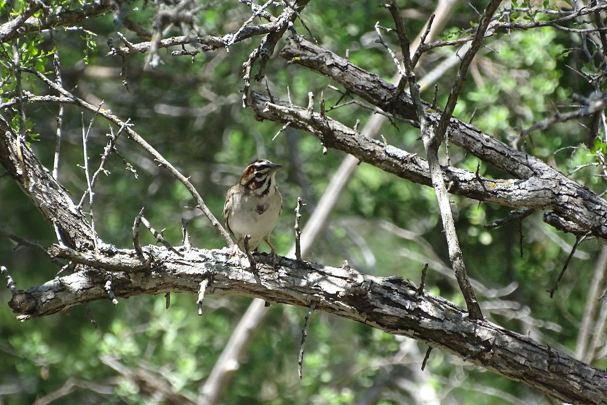 Lark Sparrow - ML617982988