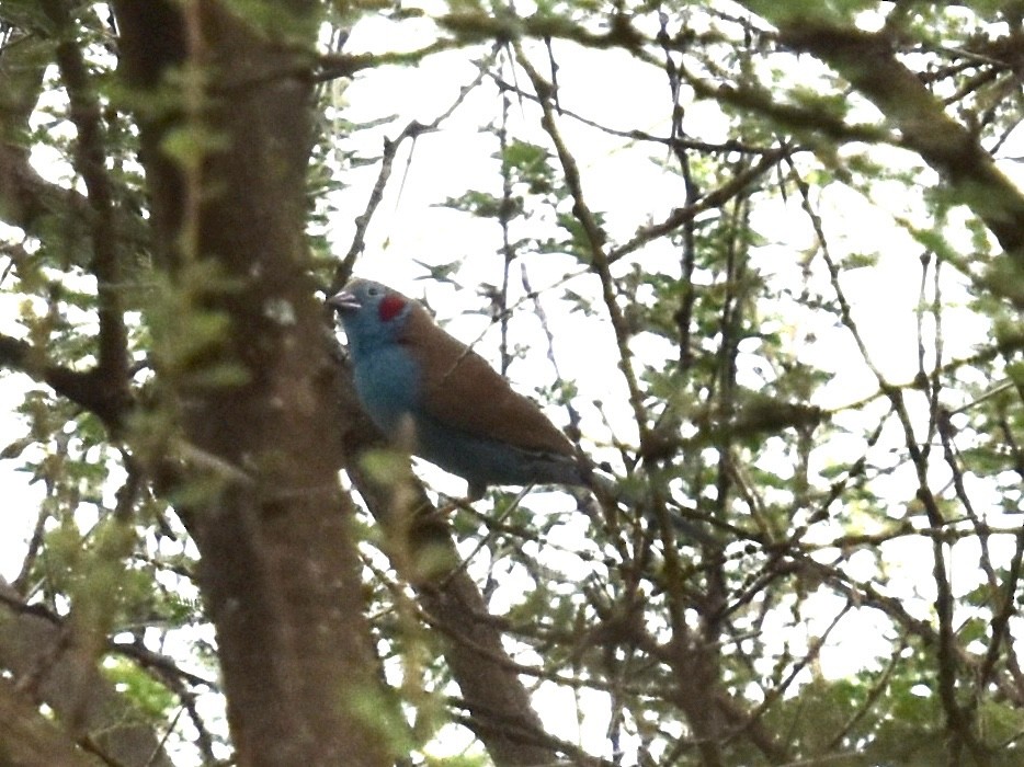 Red-cheeked Cordonbleu - Shirley Bobier