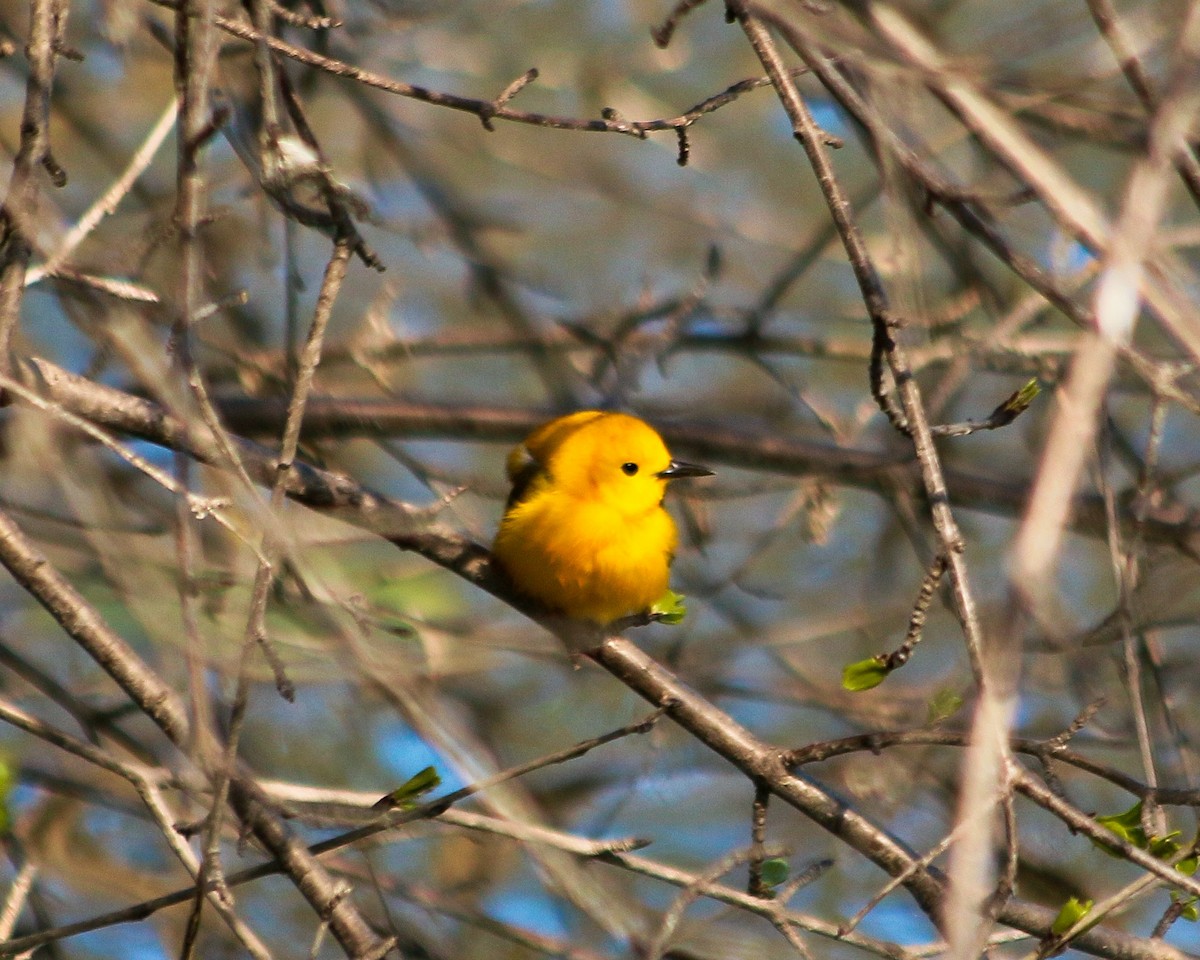 Prothonotary Warbler - ML617982998