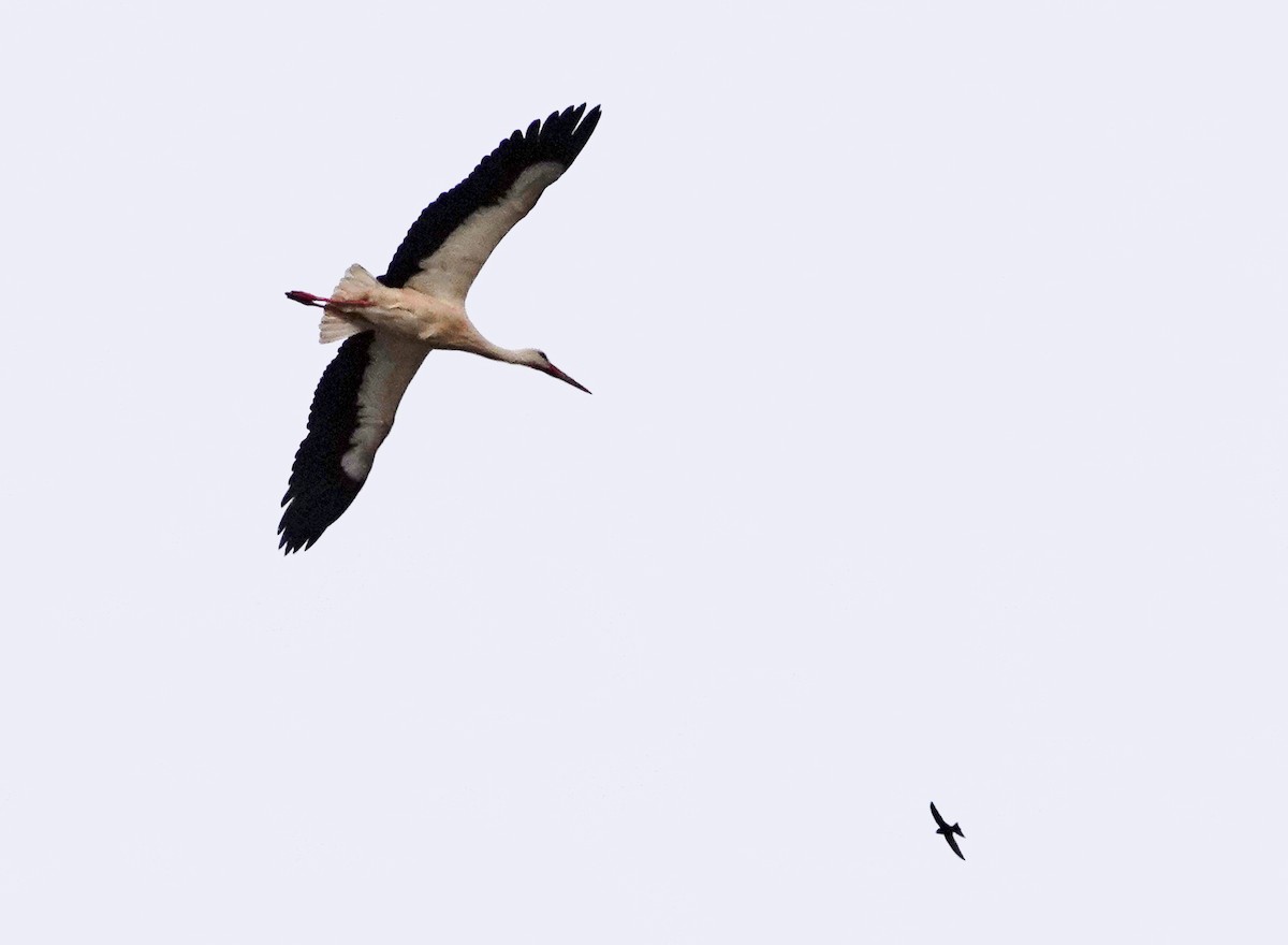 White Stork - ML617983003