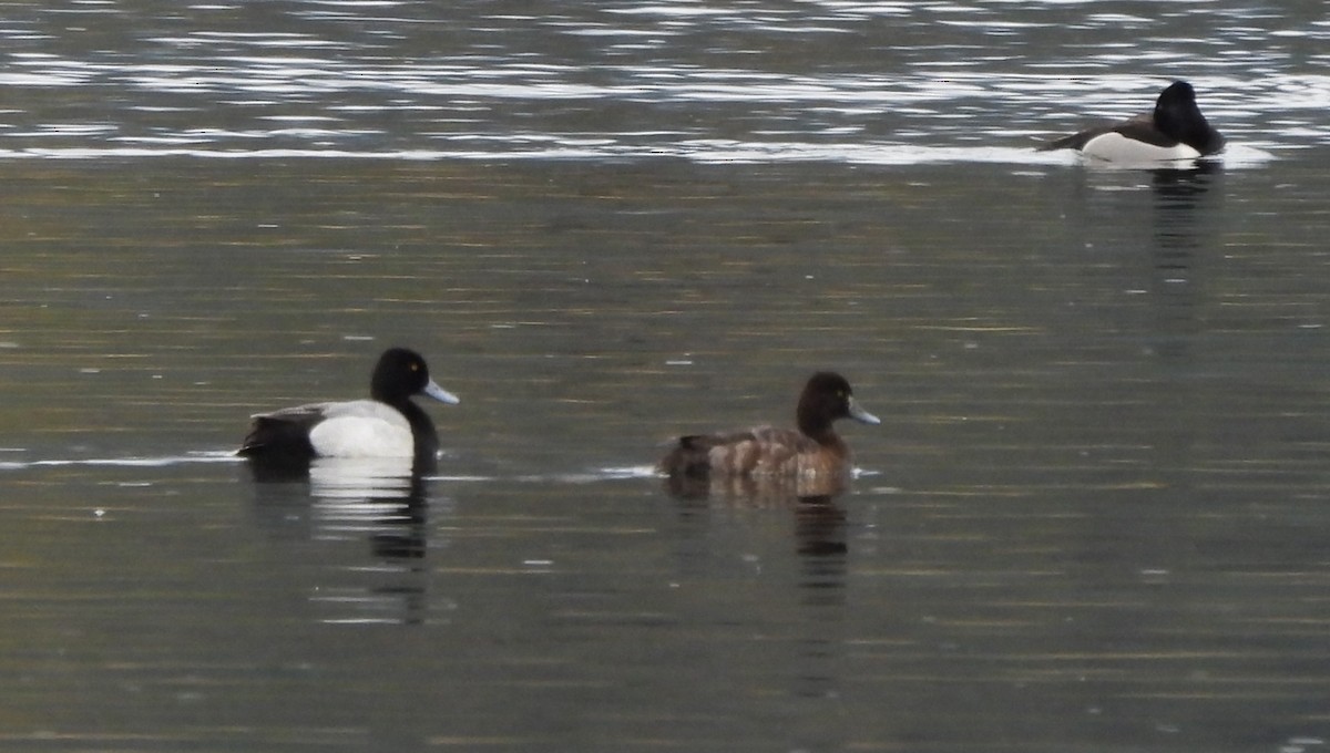 Lesser Scaup - Don Manson