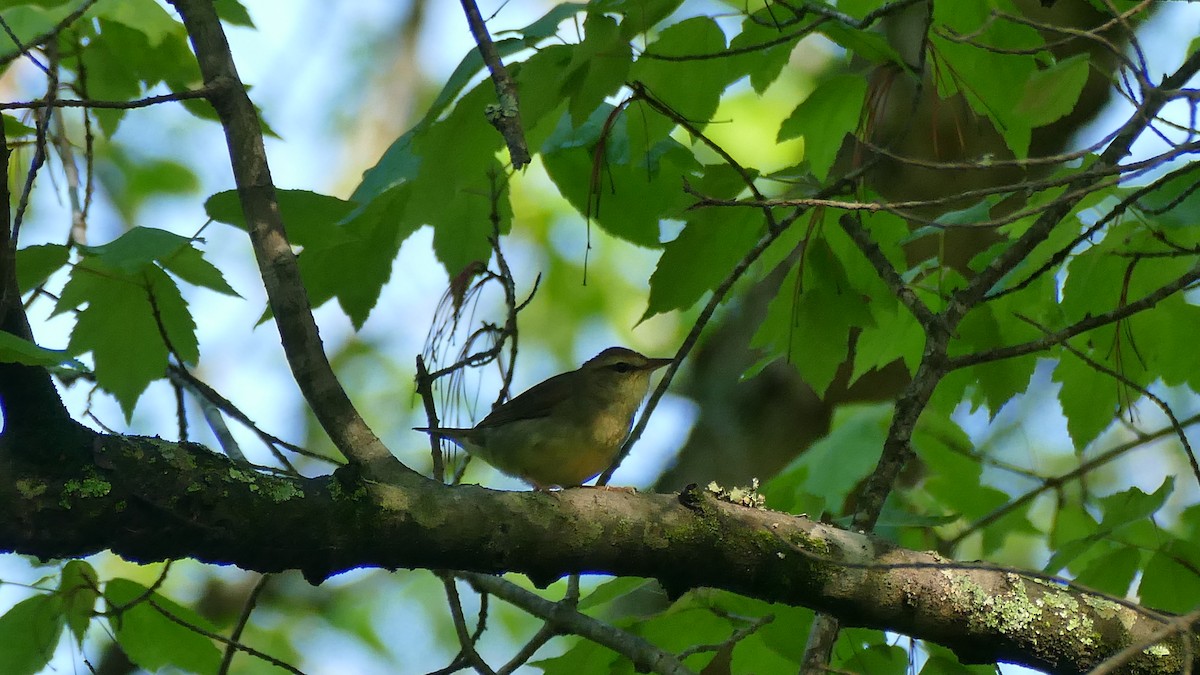 Swainson's Warbler - Avery Fish