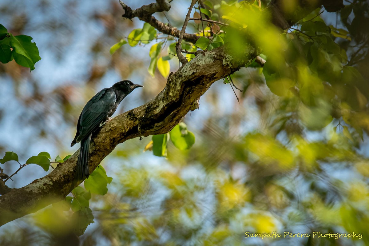 Çatal Kuyruklu Drongo Guguğu - ML617983012