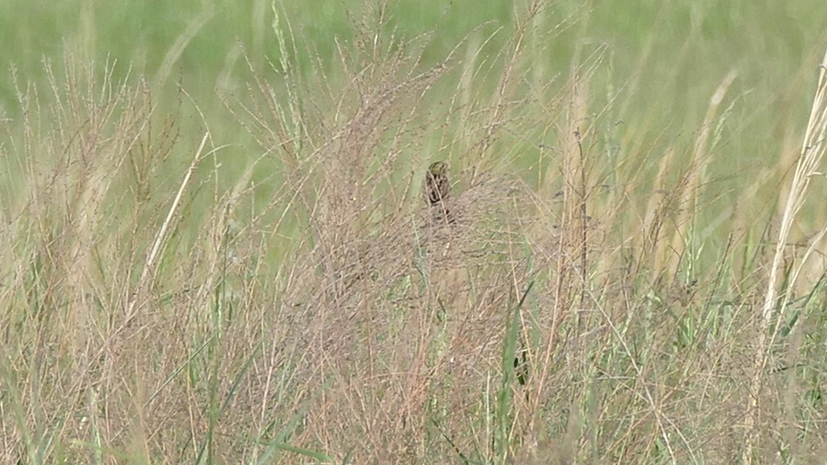 Henslow's Sparrow - Avery Fish