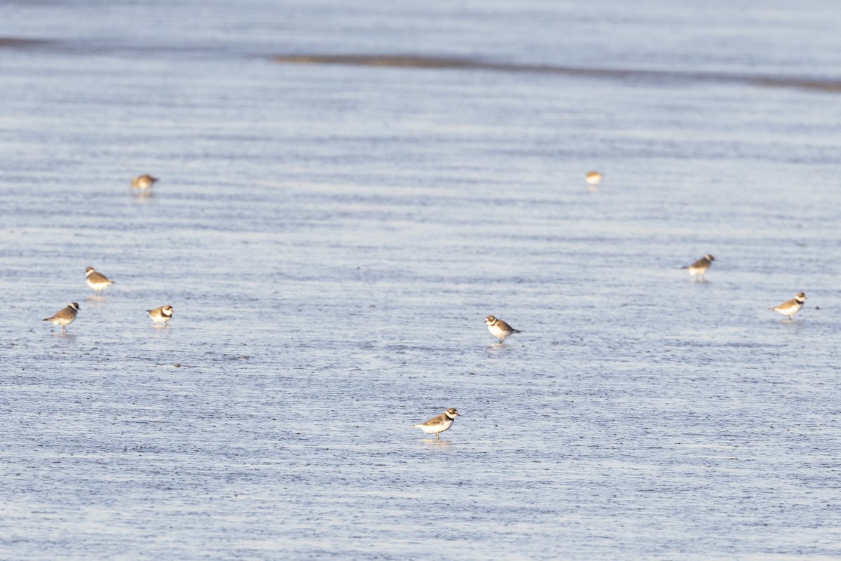 Semipalmated Plover - Vinayak Hebbagil