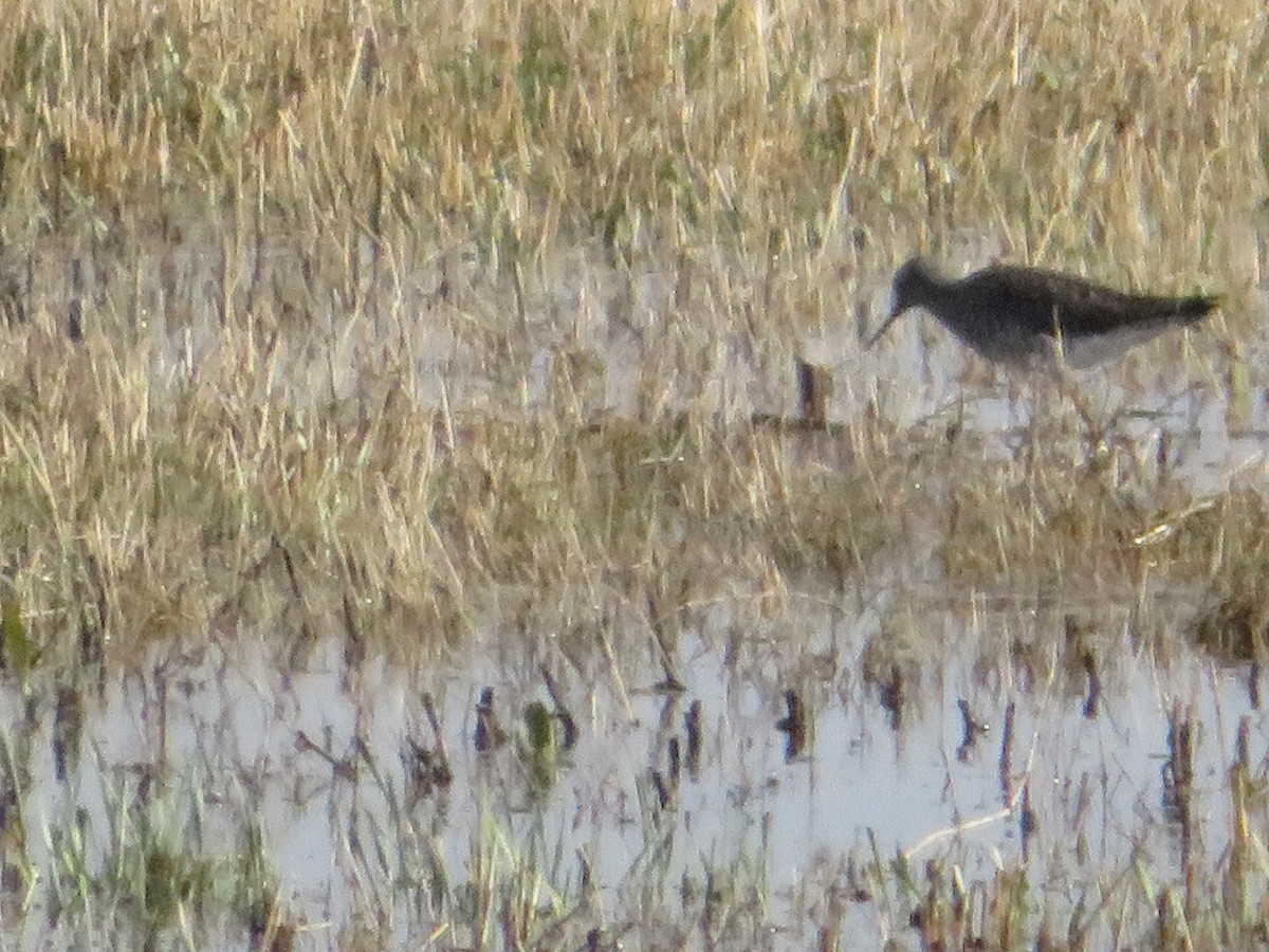 Greater Yellowlegs - ML617983134