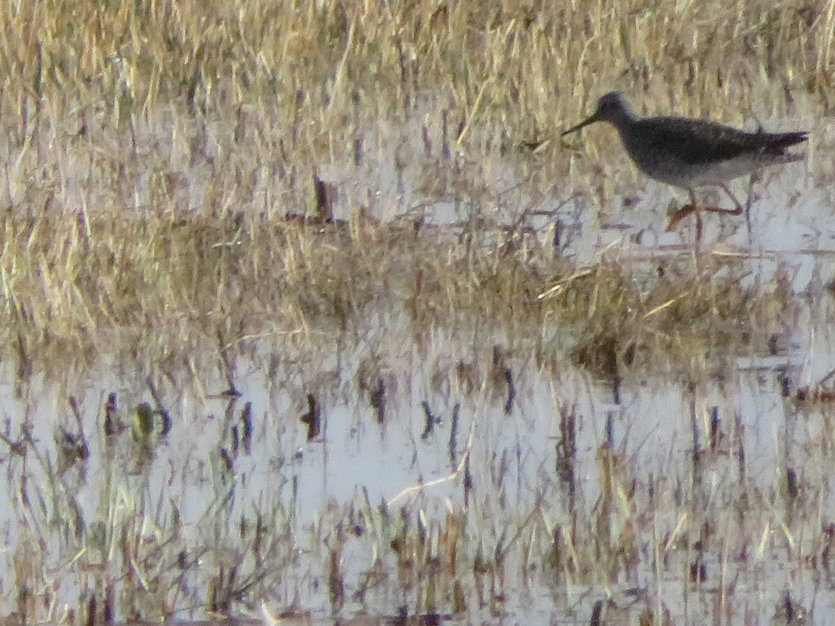 Greater Yellowlegs - David Forbes