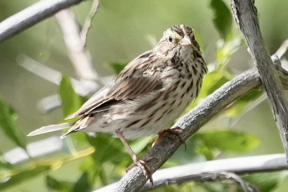 Savannah Sparrow - ML617983152