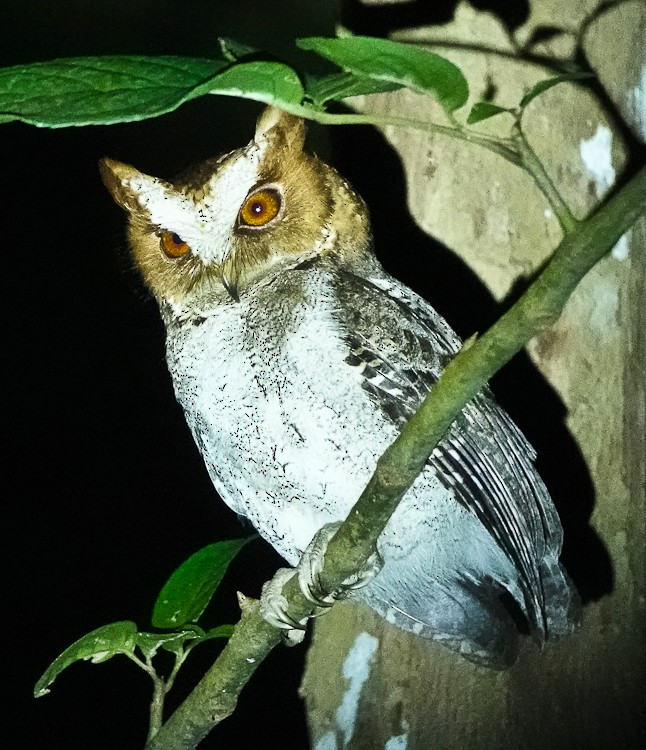 Negros Scops-Owl - ML617983186