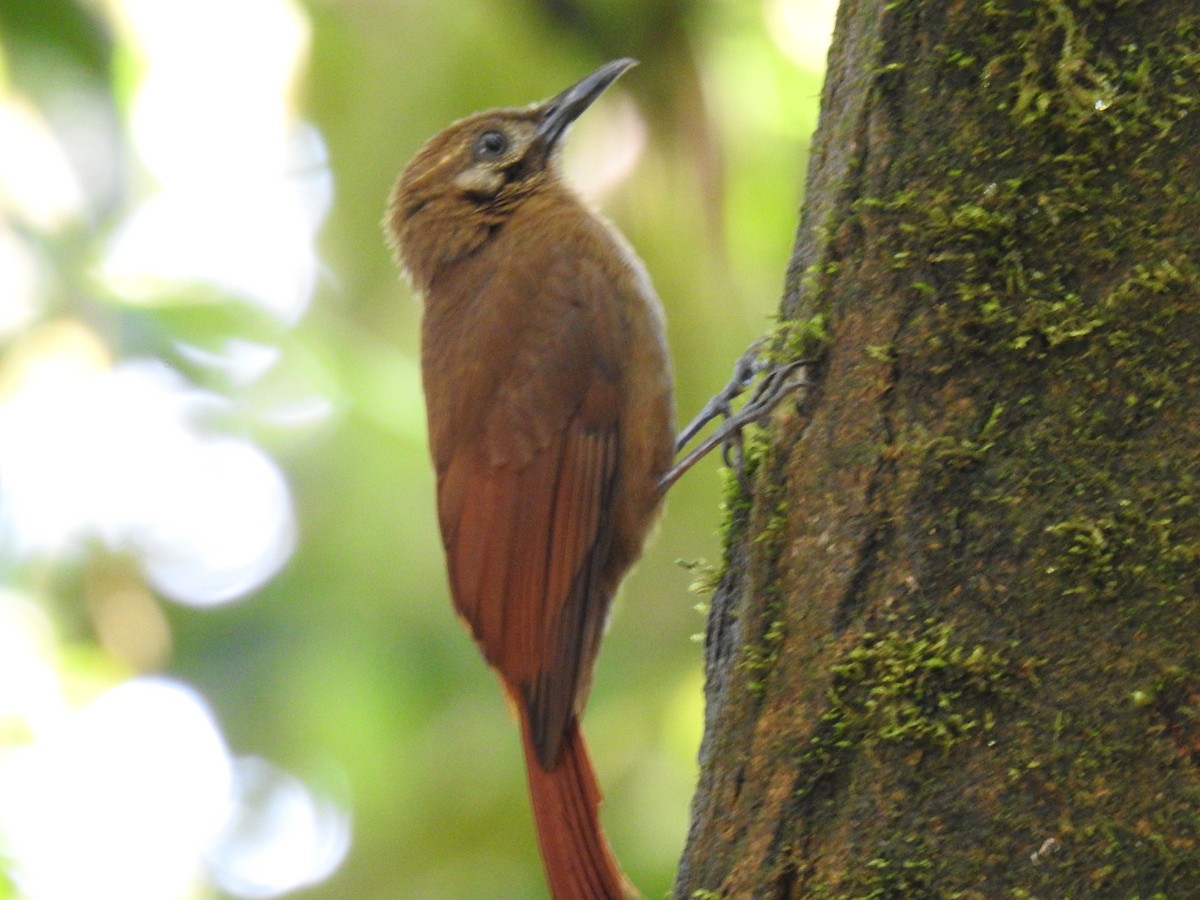 Tyrannine Woodcreeper - ML617983262