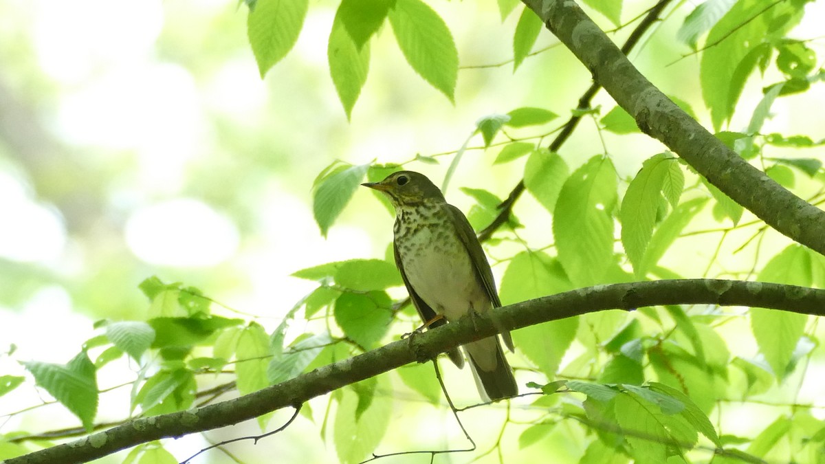 Swainson's Thrush - ML617983309