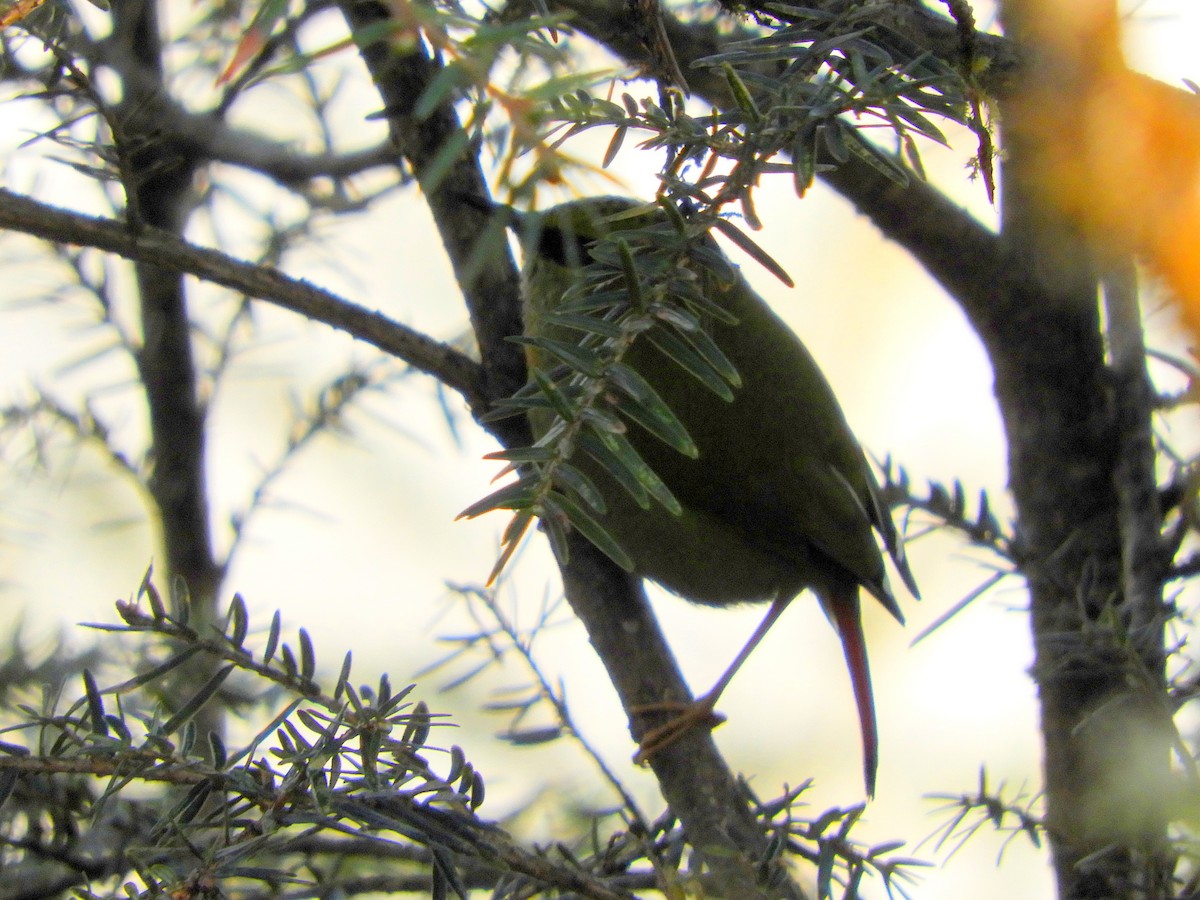 Fire-tailed Myzornis - Maureen Blackford