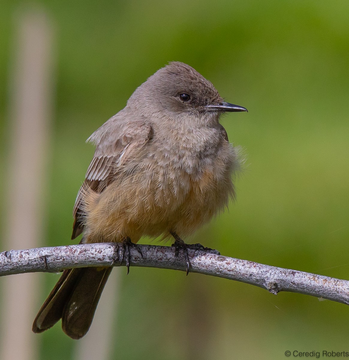 Say's Phoebe - ML617983369