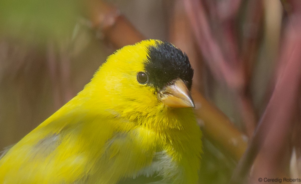 American Goldfinch - Ceredig  Roberts