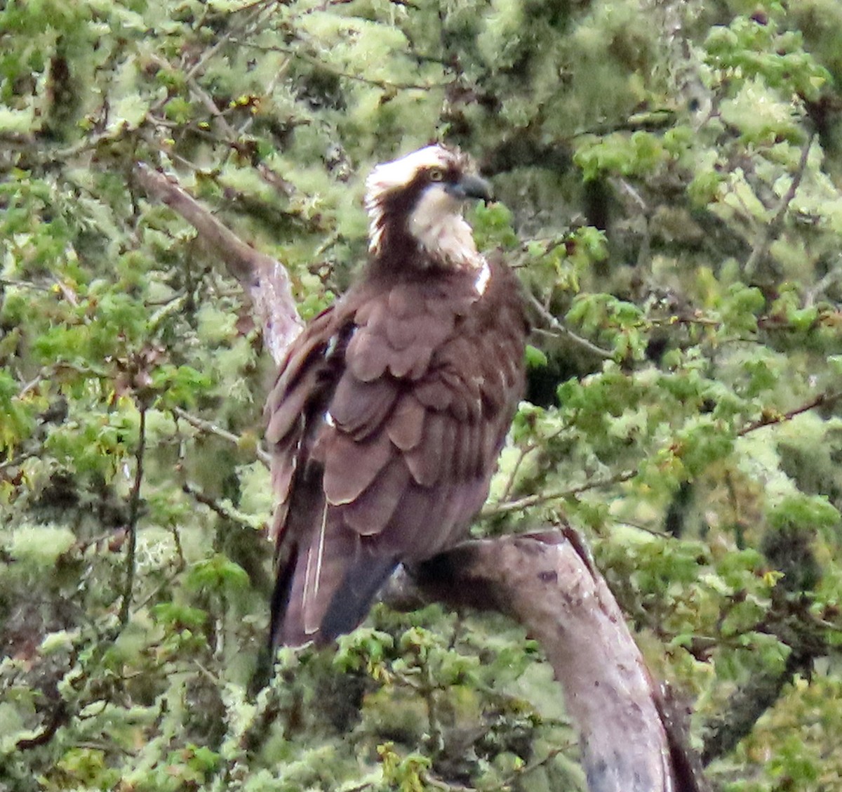 Osprey - ML617983444