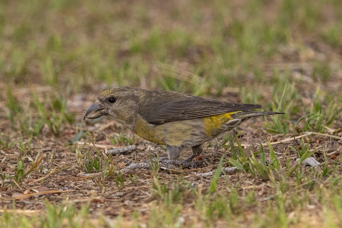 Red Crossbill - ML617983499