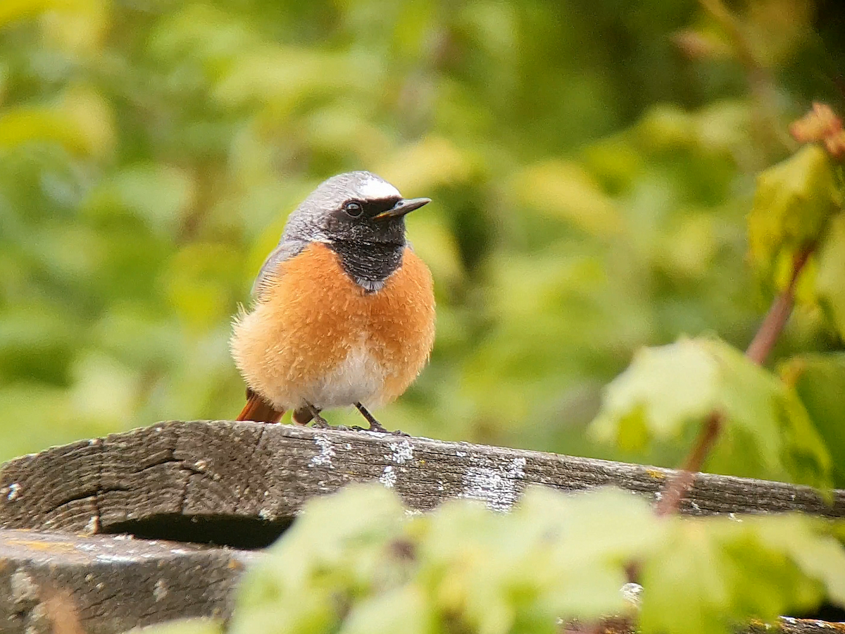 Common Redstart - ML617983526