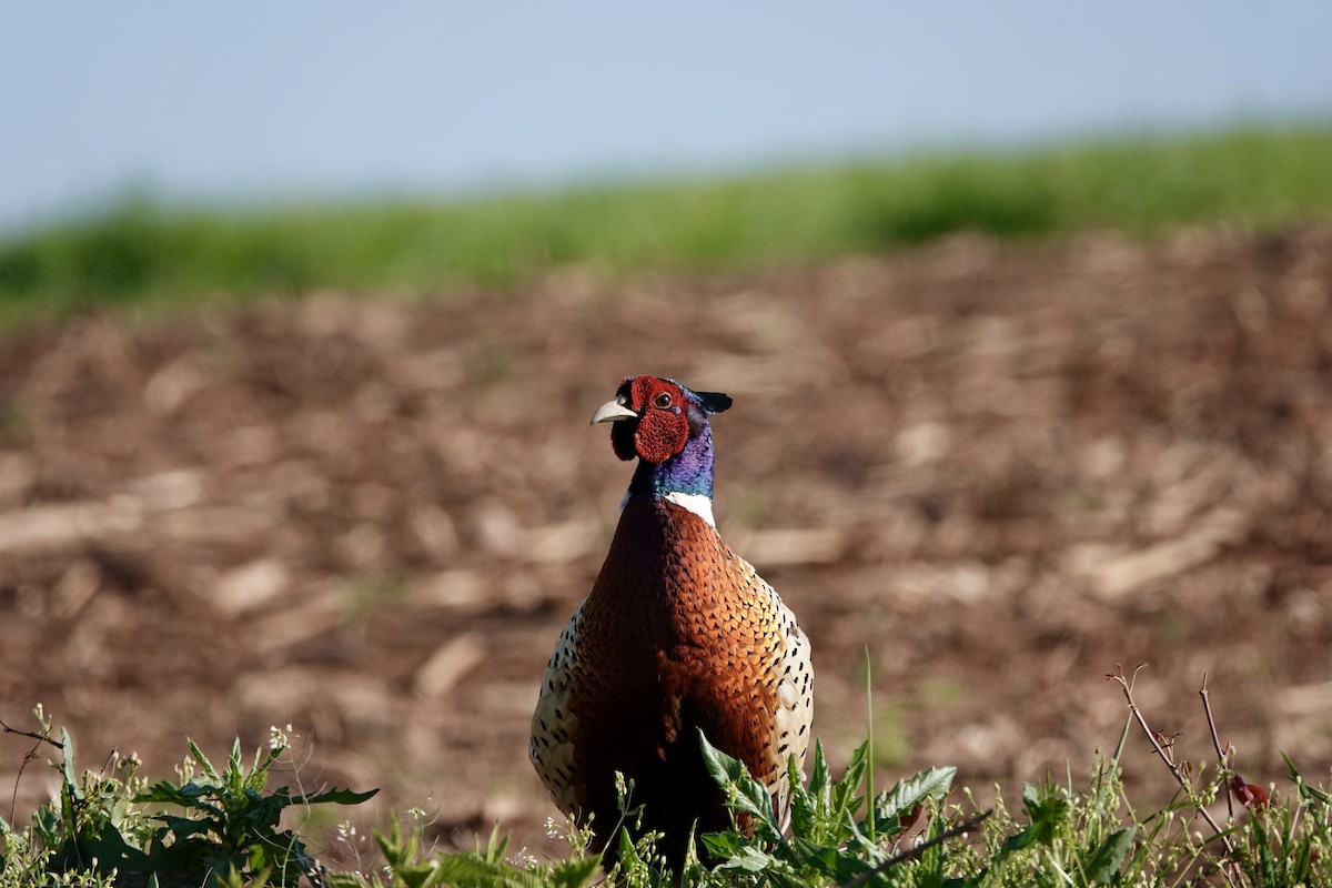 Ring-necked Pheasant - ML617983545