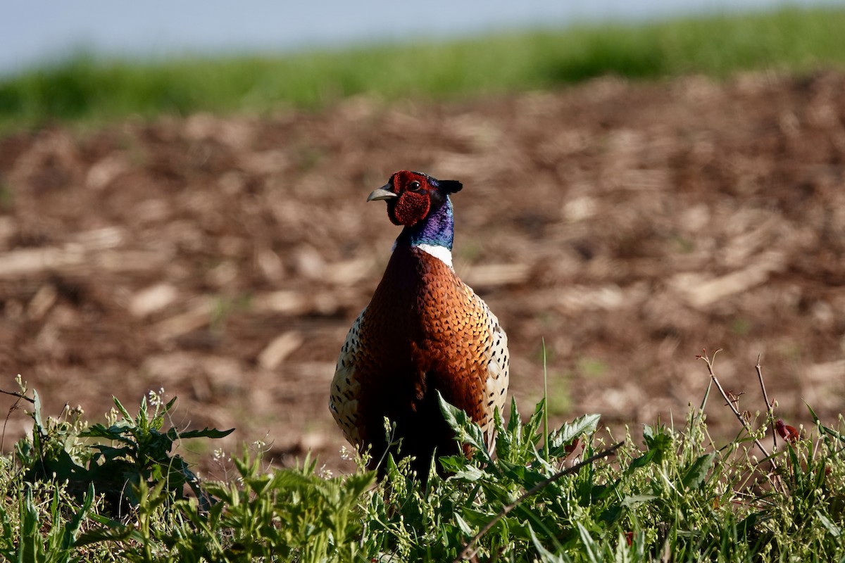 Ring-necked Pheasant - ML617983547