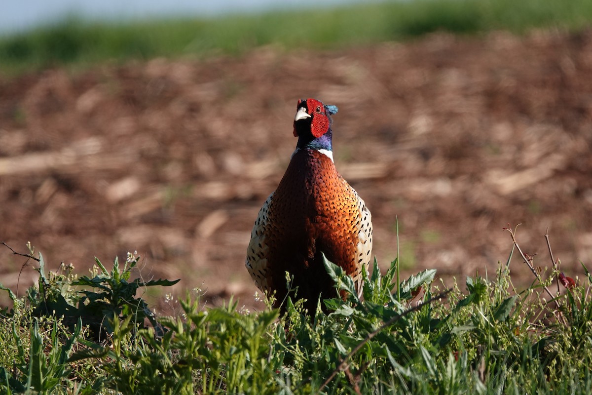 Ring-necked Pheasant - ML617983548