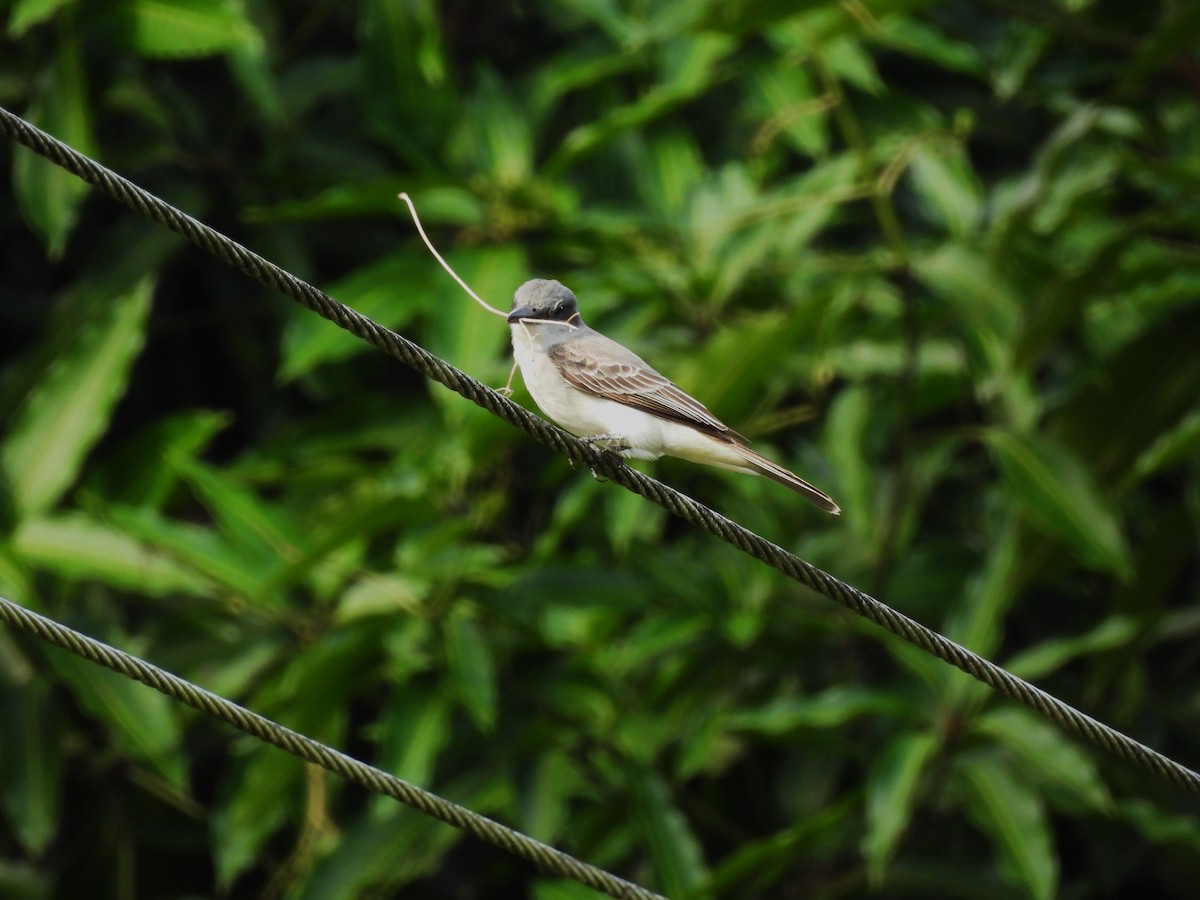 Gray Kingbird - Eliezer Nieves-Rodriguez