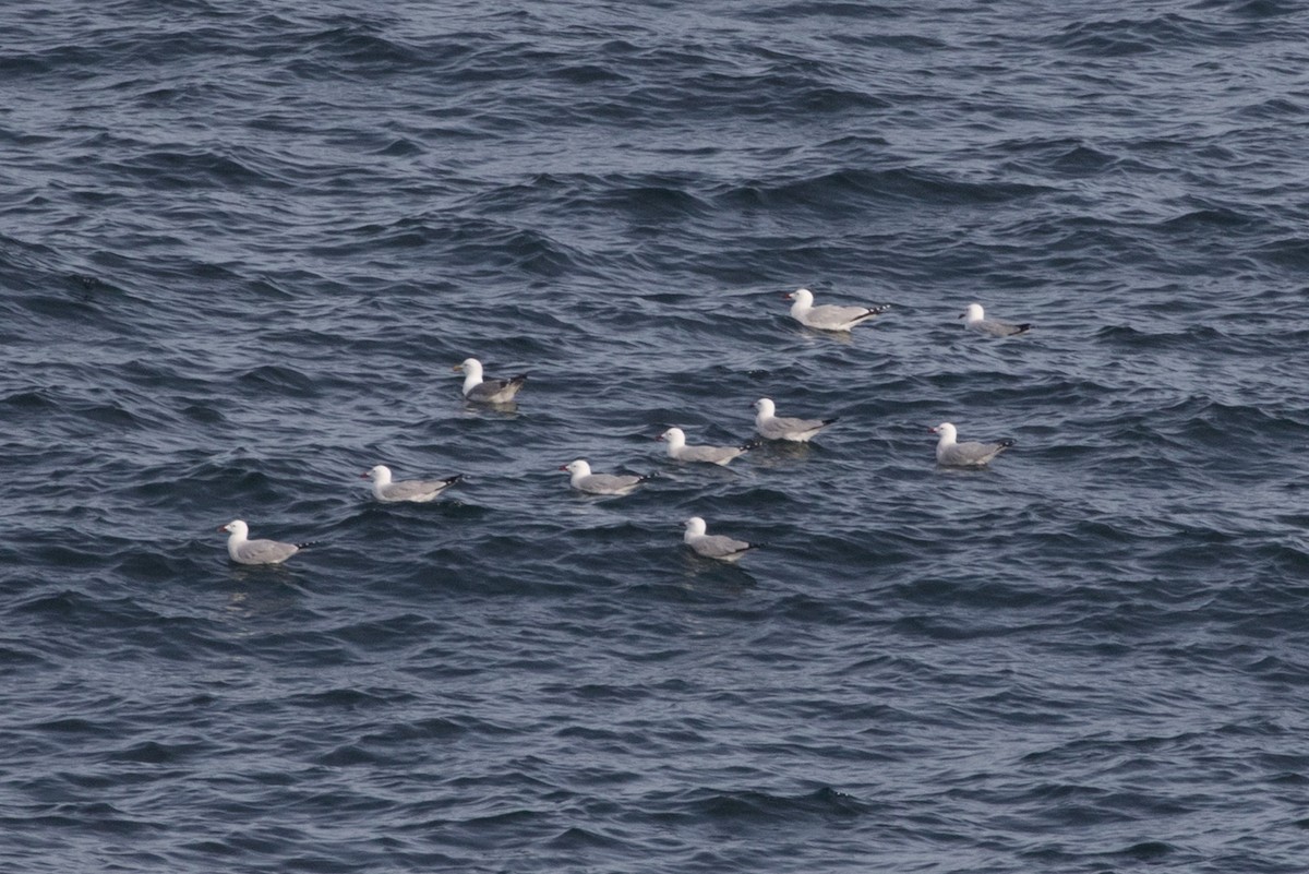 Audouin's Gull - ML617983573