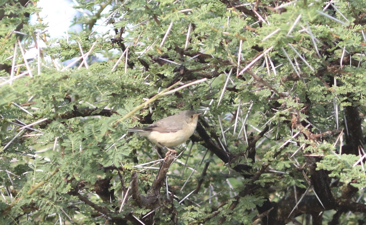 Prinia Ventripálida - ML617983576