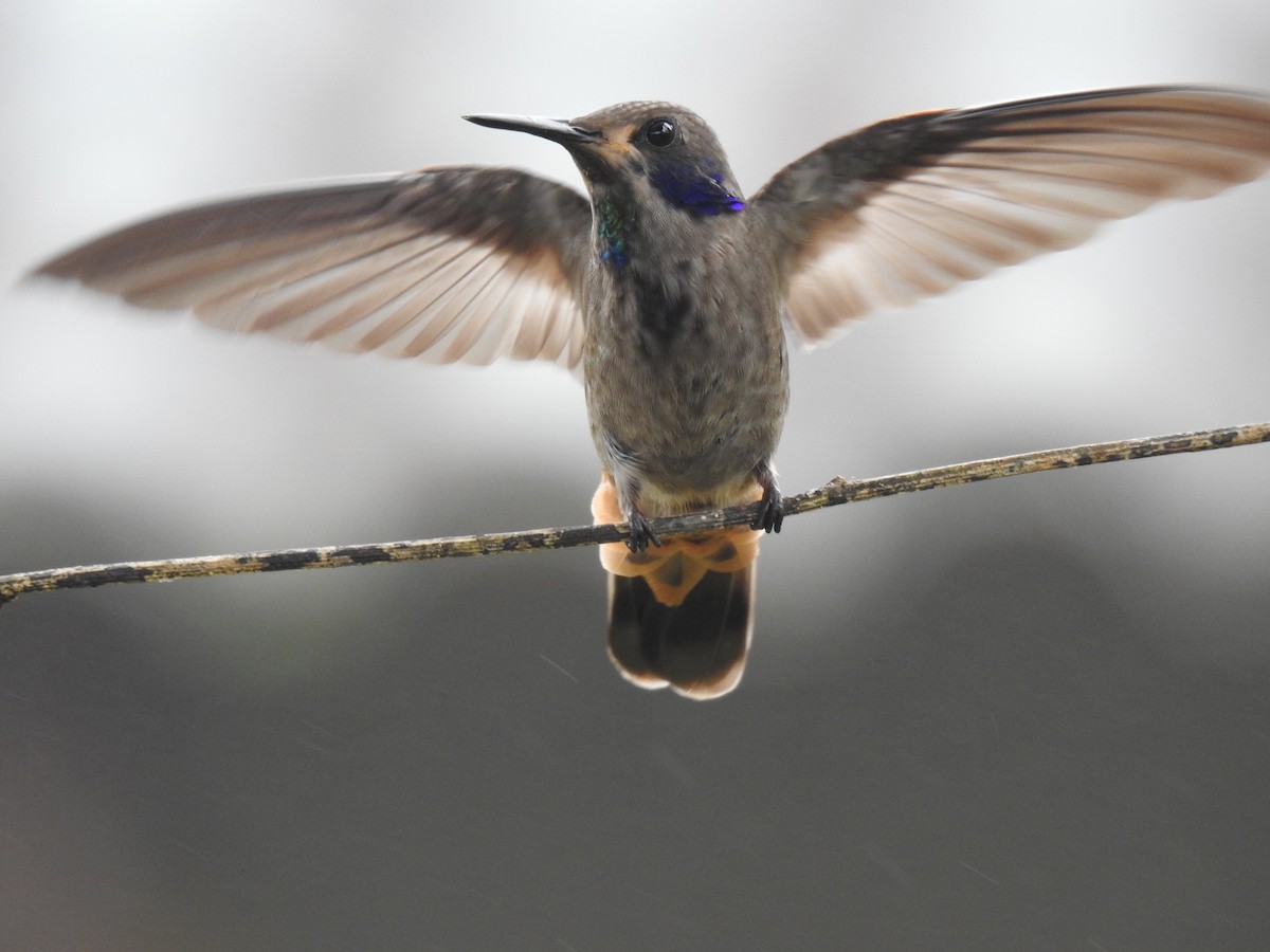 kolibřík fialovouchý - ML617983581