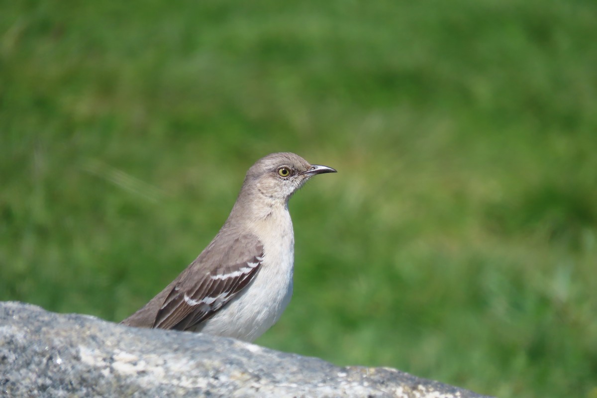 Northern Mockingbird - ML617983643