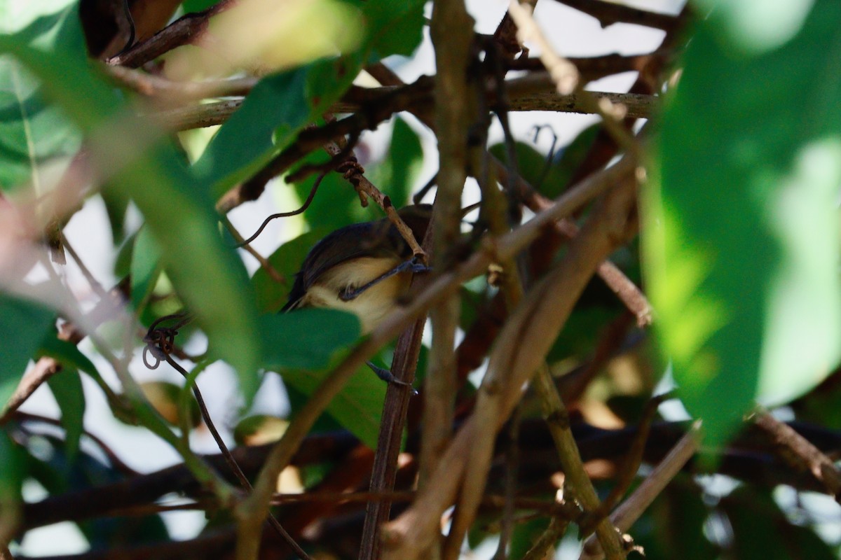 Long-billed Gnatwren - Paul Petrus