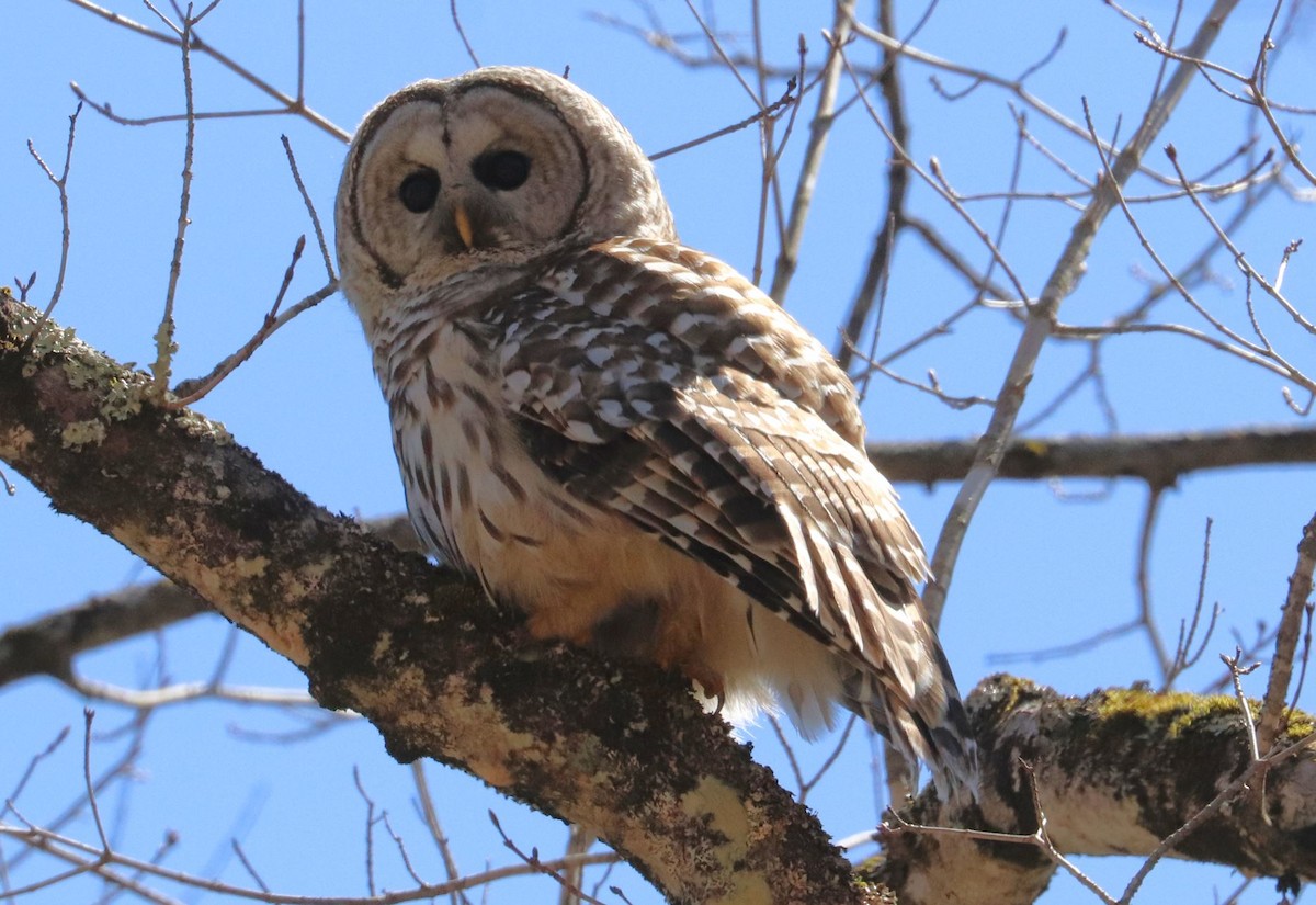 Barred Owl - Aaron Hywarren