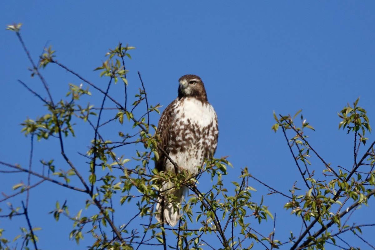 Red-tailed Hawk - Matthew Auchter