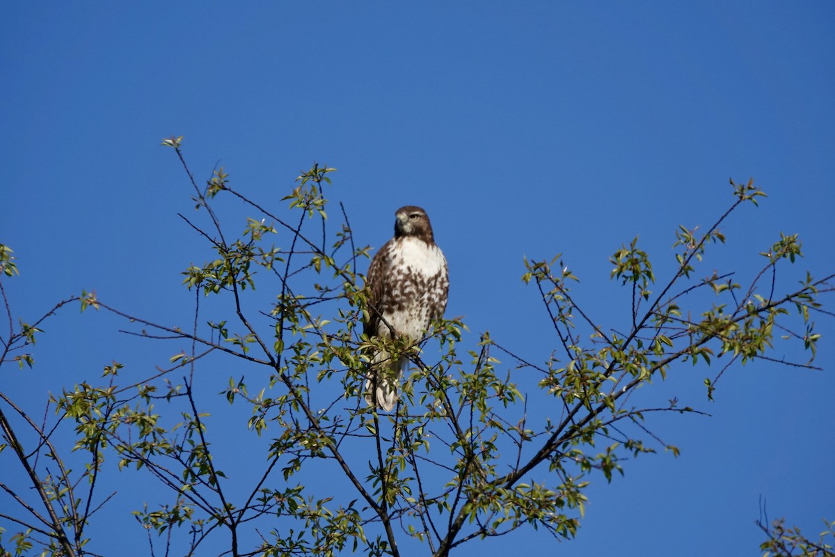 Red-tailed Hawk - Matthew Auchter