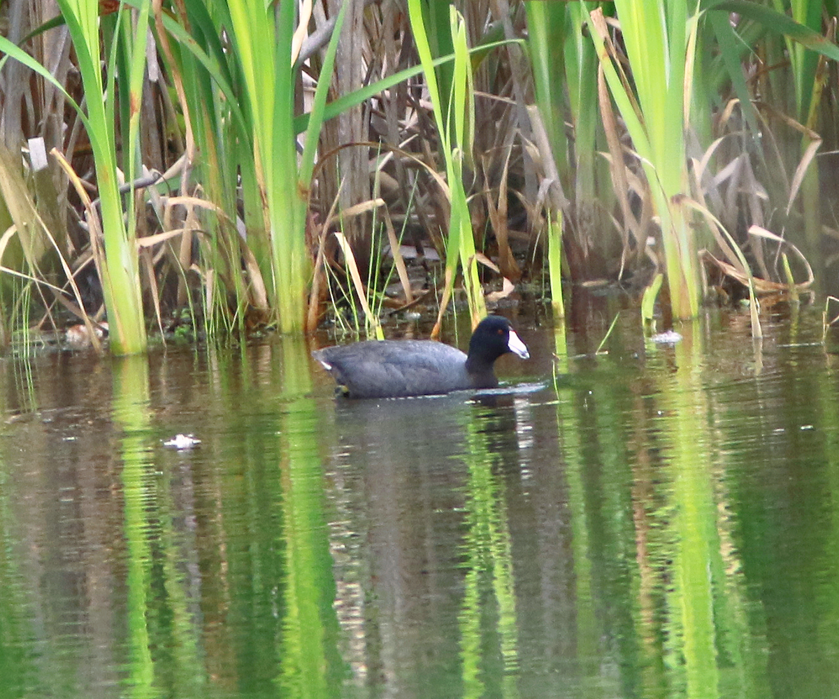 American Coot - ML617983725