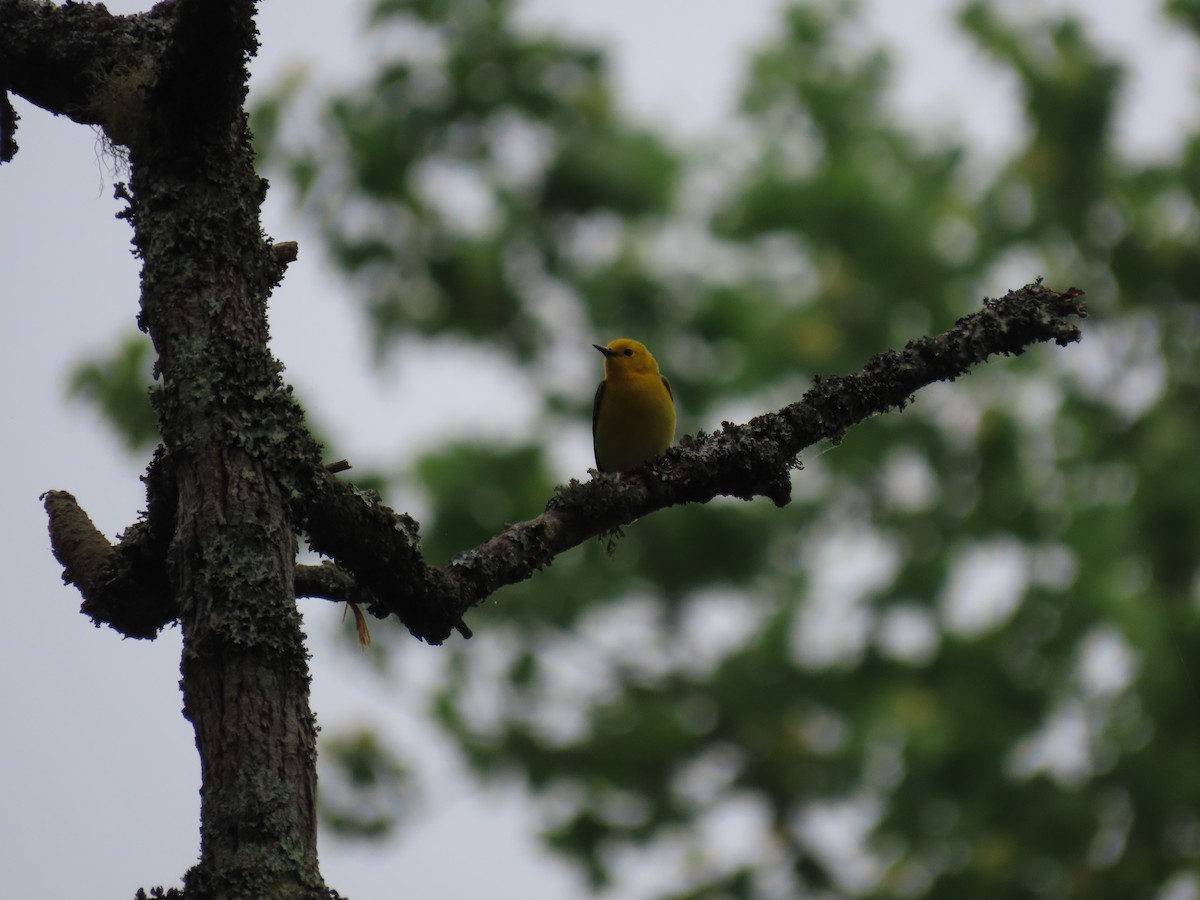 Prothonotary Warbler - ML617983748
