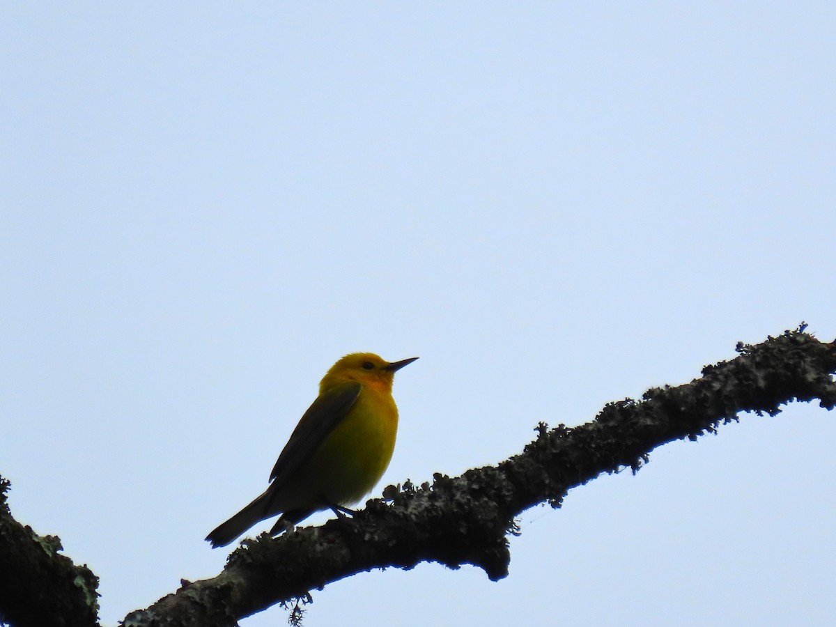 Prothonotary Warbler - ML617983761