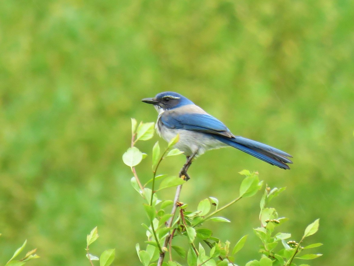 California Scrub-Jay - Hendrik Herlyn