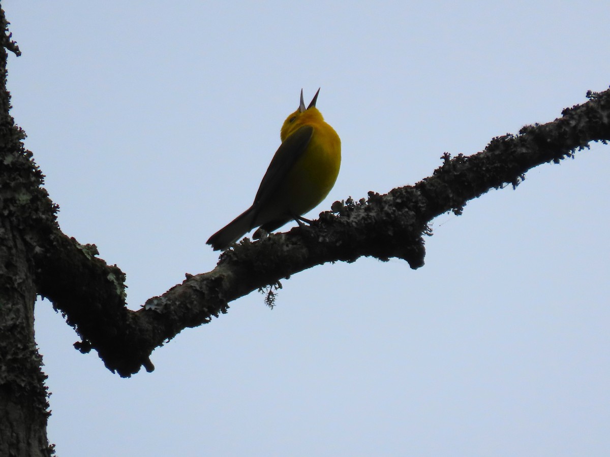 Prothonotary Warbler - ML617983780