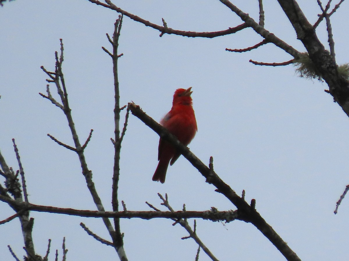 Summer Tanager - ML617983807