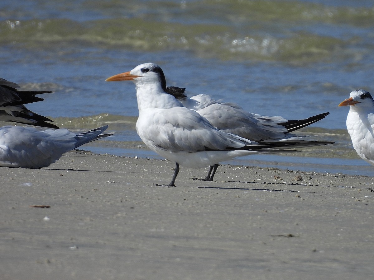 Royal Tern - ML617983810